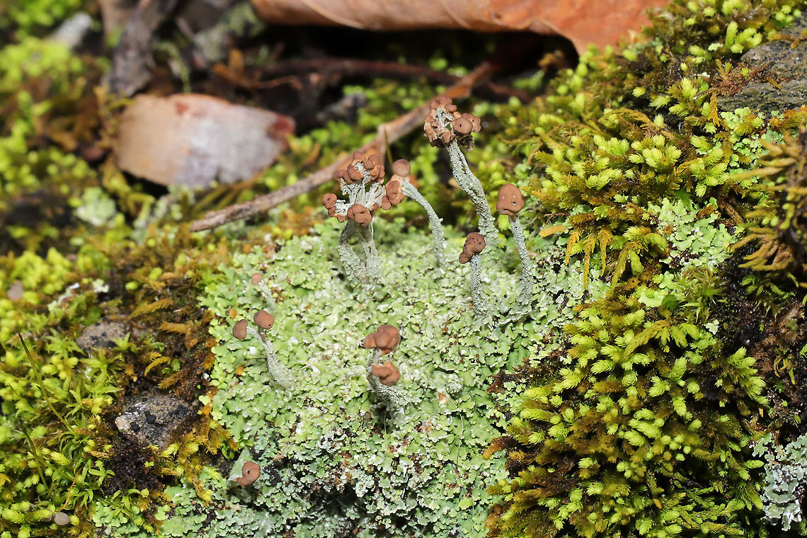 Turban Lichen (Cladonia peziziformis) Growing on a mossy stone outcrop near a forested trail. <br />
<figure class="photo"><a href="https://www.jungledragon.com/image/88590/turban_lichen_cladonia_peziziformis.html" title="Turban Lichen (Cladonia peziziformis)"><img src="https://s3.amazonaws.com/media.jungledragon.com/images/3231/88590_thumb.jpg?AWSAccessKeyId=05GMT0V3GWVNE7GGM1R2&Expires=1770854410&Signature=Ma%2Fbij%2F1aWKPCmS8rwxQ2xUC72U%3D" width="200" height="134" alt="Turban Lichen (Cladonia peziziformis) Growing on a mossy stone outcrop near a forested trail. <br />
https://www.jungledragon.com/image/88589/turban_lichen_cladonia_peziziformis.html Cladonia peziziformis,Geotagged,Turban Lichen,United States,Winter" /></a></figure> Cladonia peziziformis,Geotagged,Turban Lichen,United States,Winter