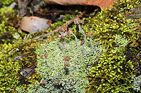 Turban Lichen (Cladonia peziziformis) Growing on a mossy stone outcrop near a forested trail. <br />
https://www.jungledragon.com/image/88590/turban_lichen_cladonia_peziziformis.html Cladonia peziziformis,Geotagged,Turban Lichen,United States,Winter