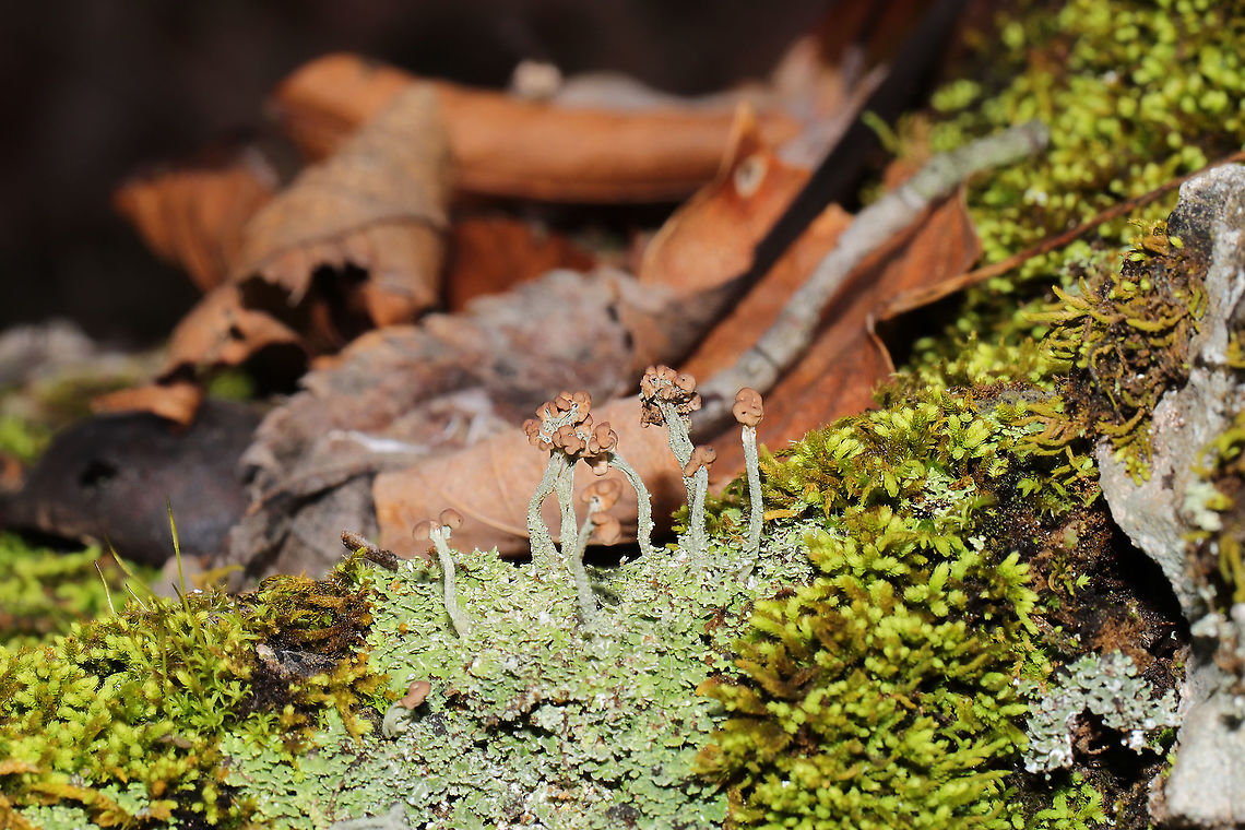 Turban Lichen (Cladonia peziziformis) Growing on a mossy stone outcrop near a forested trail. <br />
<figure class="photo"><a href="https://www.jungledragon.com/image/88589/turban_lichen_cladonia_peziziformis.html" title="Turban Lichen (Cladonia peziziformis)"><img src="https://s3.amazonaws.com/media.jungledragon.com/images/3231/88589_thumb.jpg?AWSAccessKeyId=05GMT0V3GWVNE7GGM1R2&Expires=1770854410&Signature=qizagHHAHLHAqunIGfKbiPuwprE%3D" width="200" height="134" alt="Turban Lichen (Cladonia peziziformis) Growing on a mossy stone outcrop near a forested trail. <br />
https://www.jungledragon.com/image/88590/turban_lichen_cladonia_peziziformis.html Cladonia peziziformis,Geotagged,Turban Lichen,United States,Winter" /></a></figure> Cladonia peziziformis,Geotagged,Turban Lichen,United States,Winter