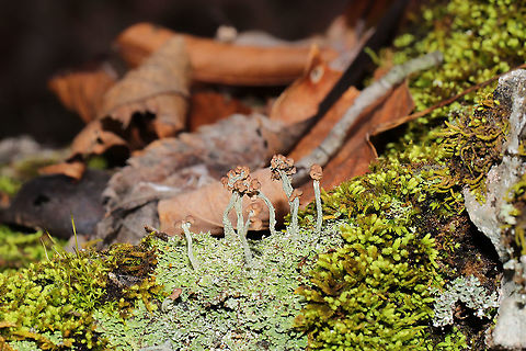 Turban Lichen (Cladonia peziziformis) Growing on a mossy stone outcrop near a forested trail. 
https://www.jungledragon.com/image/88589/turban_lichen_cladonia_peziziformis.html Cladonia peziziformis,Geotagged,Turban Lichen,United States,Winter