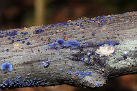 Cobalt Crust Fungus (Terana caerulea) I have been secretly wishing to find this beautiful crust fungus again for a couple of years now. I first found it near this same location when were scoping out our (now acquired) land in Gordon County, GA, US. The shots I got back then were blurry and terrible, so hopefully I did this one a little bit better justice. <3 It was growing on the underside of a small to medium-sized (fallen) hardwood branch in a dense mixed forest valley. This location is quite moist as there are some springs that like to bubble up in the valley. January 7, 2020.<br />
<br />
The blue pigment responsible for the vibrant hue is thelephoric acid. According to wikipedia: "Thelephoric acid has been shown to inhibit prolyl endopeptidase, an enzyme that has a role in processing proteins (specifically, amyloid precursor protein) in Alzheimer's disease."<br />
https://www.jungledragon.com/image/88601/cobalt_crust_fungus_terana_caerulea.html<br />
https://www.jungledragon.com/image/88600/cobalt_crust_fungus_terana_caerulea.html Geotagged,Terana caerulea,United States,Winter