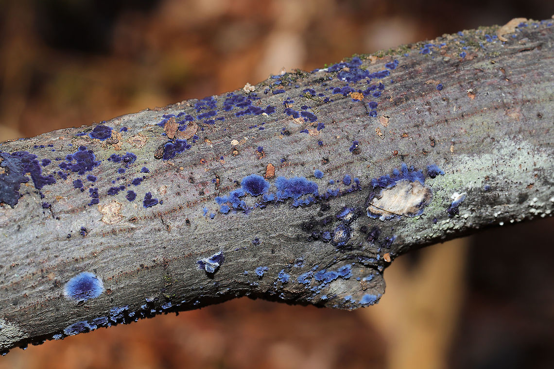 Cobalt Crust Fungus (Terana caerulea) I have been secretly wishing to find this beautiful crust fungus again for a couple of years now. I first found it near this same location when were scoping out our (now acquired) land in Gordon County, GA, US. The shots I got back then were blurry and terrible, so hopefully I did this one a little bit better justice. &lt;3 It was growing on the underside of a small to medium-sized (fallen) hardwood branch in a dense mixed forest valley. This location is quite moist as there are some springs that like to bubble up in the valley. January 7, 2020. <br />
<br />
The blue pigment responsible for the vibrant hue is thelephoric acid. According to wikipedia: &quot;Thelephoric acid has been shown to inhibit prolyl endopeptidase, an enzyme that has a role in processing proteins (specifically, amyloid precursor protein) in Alzheimer&#039;s disease.&quot;<br />
<figure class="photo"><a href="https://www.jungledragon.com/image/88601/cobalt_crust_fungus_terana_caerulea.html" title="Cobalt Crust Fungus (Terana caerulea)"><img src="https://s3.amazonaws.com/media.jungledragon.com/images/3231/88601_thumb.jpg?AWSAccessKeyId=05GMT0V3GWVNE7GGM1R2&Expires=1767225610&Signature=y6OGWOS54EfKIit2dtUI0VqKruU%3D" width="200" height="134" alt="Cobalt Crust Fungus (Terana caerulea) I have been secretly wishing to find this beautiful crust fungus again for a couple of years now. I first found it near this same location when were scoping out our (now acquired) land in Gordon County, GA, US. The shots I got back then were blurry and terrible, so hopefully I did this one a little bit better justice. &lt;3 It was growing on the underside of a small to medium-sized (fallen) hardwood branch in a dense mixed forest valley. This location is quite moist as there are some springs that like to bubble up in the valley. January 7, 2020. <br />
<br />
The blue pigment responsible for the vibrant hue is thelephoric acid. According to wikipedia: &quot;Thelephoric acid has been shown to inhibit prolyl endopeptidase, an enzyme that has a role in processing proteins (specifically, amyloid precursor protein) in Alzheimer&#039;s disease.&quot;<br />
https://www.jungledragon.com/image/88600/cobalt_crust_fungus_terana_caerulea.html<br />
https://www.jungledragon.com/image/88599/cobalt_crust_fungus_terana_caerulea.html Geotagged,Terana caerulea,United States,Winter" /></a></figure><br />
<figure class="photo"><a href="https://www.jungledragon.com/image/88599/cobalt_crust_fungus_terana_caerulea.html" title="Cobalt Crust Fungus (Terana caerulea)"><img src="https://s3.amazonaws.com/media.jungledragon.com/images/3231/88599_thumb.jpg?AWSAccessKeyId=05GMT0V3GWVNE7GGM1R2&Expires=1767225610&Signature=YGBV7Em82ci6ICDjfkGLOlxOvP4%3D" width="200" height="134" alt="Cobalt Crust Fungus (Terana caerulea) I have been secretly wishing to find this beautiful crust fungus again for a couple of years now. I first found it near this same location when were scoping out our (now acquired) land in Gordon County, GA, US. The shots I got back then were blurry and terrible, so hopefully I did this one a little bit better justice. &lt;3 It was growing on the underside of a small to medium-sized (fallen) hardwood branch in a dense mixed forest valley. This location is quite moist as there are some springs that like to bubble up in the valley. January 7, 2020.<br />
<br />
The blue pigment responsible for the vibrant hue is thelephoric acid. According to wikipedia: &quot;Thelephoric acid has been shown to inhibit prolyl endopeptidase, an enzyme that has a role in processing proteins (specifically, amyloid precursor protein) in Alzheimer&#039;s disease.&quot;<br />
https://www.jungledragon.com/image/88601/cobalt_crust_fungus_terana_caerulea.html<br />
https://www.jungledragon.com/image/88600/cobalt_crust_fungus_terana_caerulea.html Geotagged,Terana caerulea,United States,Winter" /></a></figure> Geotagged,Terana caerulea,United States,Winter
