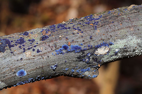 Cobalt Crust Fungus (Terana caerulea) I have been secretly wishing to find this beautiful crust fungus again for a couple of years now. I first found it near this same location when were scoping out our (now acquired) land in Gordon County, GA, US. The shots I got back then were blurry and terrible, so hopefully I did this one a little bit better justice. <3 It was growing on the underside of a small to medium-sized (fallen) hardwood branch in a dense mixed forest valley. This location is quite moist as there are some springs that like to bubble up in the valley. January 7, 2020. 
The blue pigment responsible for the vibrant hue is thelephoric acid. According to wikipedia: "Thelephoric acid has been shown to inhibit prolyl endopeptidase, an enzyme that has a role in processing proteins (specifically, amyloid precursor protein) in Alzheimer's disease."
https://www.jungledragon.com/image/88601/cobalt_crust_fungus_terana_caerulea.html
https://www.jungledragon.com/image/88599/cobalt_crust_fungus_terana_caerulea.html Geotagged,Terana caerulea,United States,Winter
