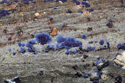 Cobalt Crust Fungus (Terana caerulea) I have been secretly wishing to find this beautiful crust fungus again for a couple of years now. I first found it near this same location when were scoping out our (now acquired) land in Gordon County, GA, US. The shots I got back then were blurry and terrible, so hopefully I did this one a little bit better justice. <3 It was growing on the underside of a small to medium-sized (fallen) hardwood branch in a dense mixed forest valley. This location is quite moist as there are some springs that like to bubble up in the valley. January 7, 2020. 

The blue pigment responsible for the vibrant hue is thelephoric acid. According to wikipedia: "Thelephoric acid has been shown to inhibit prolyl endopeptidase, an enzyme that has a role in processing proteins (specifically, amyloid precursor protein) in Alzheimer's disease."
https://www.jungledragon.com/image/88600/cobalt_crust_fungus_terana_caerulea.html
https://www.jungledragon.com/image/88599/cobalt_crust_fungus_terana_caerulea.html Geotagged,Terana caerulea,United States,Winter