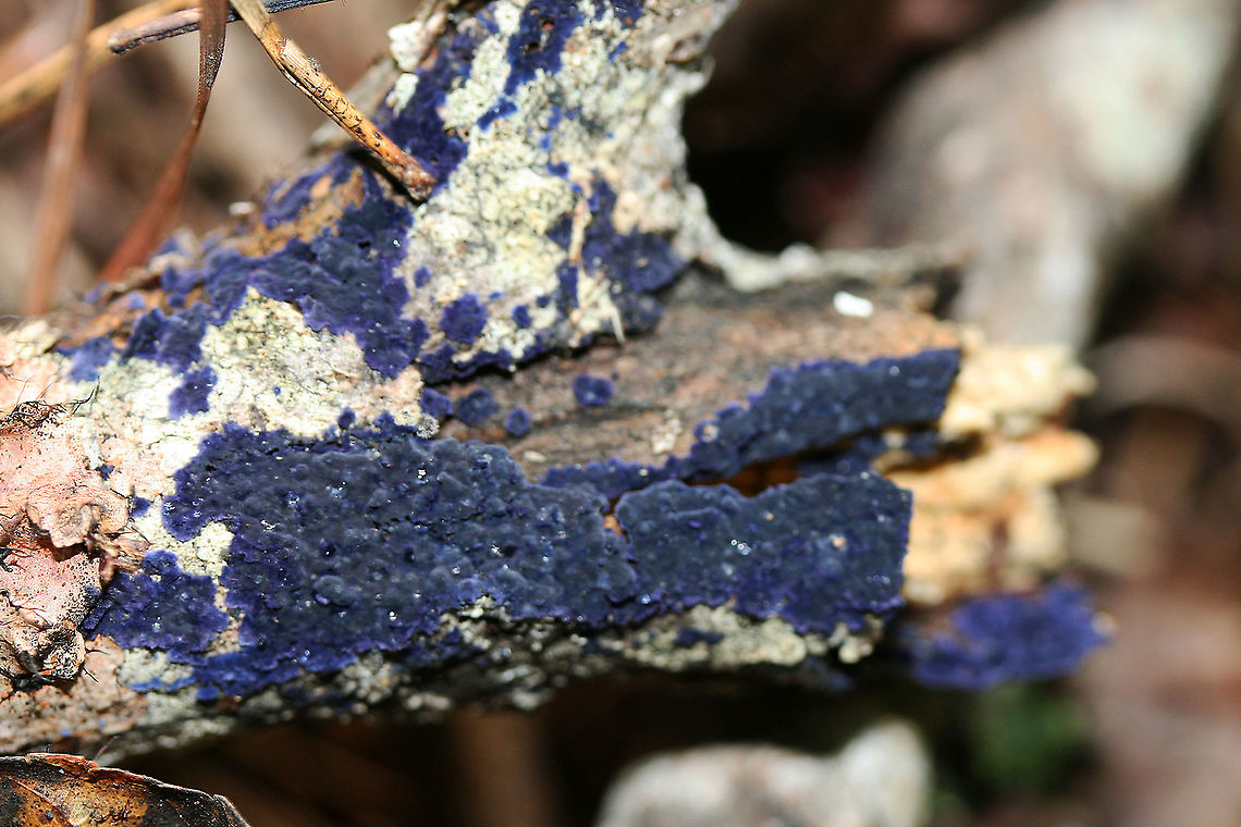 Cobalt Crust Fungus (Terana caerulea) A blurry photo of my first encounter with Terana caerulea. July 2017.<br />
<br />
Vibrant, velvet blue saprobic fungus on a fallen tree.<br />
<br />
Habitat:<br />
<br />
A fallen tree in moist, dense mixed hardwood forest.<br />
<br />
The blue pigment responsible for the vibrant hue is thelephoric acid. According to wikipedia: &quot;Thelephoric acid has been shown to inhibit prolyl endopeptidase, an enzyme that has a role in processing proteins (specifically, amyloid precursor protein) in Alzheimer&#039;s disease.&quot; Cobalt Crust Fungus,Geotagged,Terana caerulea,United States