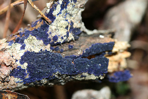 Cobalt Crust Fungus (Terana caerulea) A blurry photo of my first encounter with Terana caerulea. July 2017.

Vibrant, velvet blue saprobic fungus on a fallen tree.

Habitat:

A fallen tree in moist, dense mixed hardwood forest.

The blue pigment responsible for the vibrant hue is thelephoric acid. According to wikipedia: "Thelephoric acid has been shown to inhibit prolyl endopeptidase, an enzyme that has a role in processing proteins (specifically, amyloid precursor protein) in Alzheimer's disease." Cobalt Crust Fungus,Geotagged,Terana caerulea,United States
