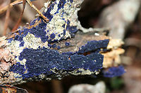 Cobalt Crust Fungus (Terana caerulea) A blurry photo of my first encounter with Terana caerulea. July 2017.<br />
<br />
Vibrant, velvet blue saprobic fungus on a fallen tree.<br />
<br />
Habitat:<br />
<br />
A fallen tree in moist, dense mixed hardwood forest.<br />
<br />
The blue pigment responsible for the vibrant hue is thelephoric acid. According to wikipedia: "Thelephoric acid has been shown to inhibit prolyl endopeptidase, an enzyme that has a role in processing proteins (specifically, amyloid precursor protein) in Alzheimer's disease." Cobalt Crust Fungus,Geotagged,Terana caerulea,United States