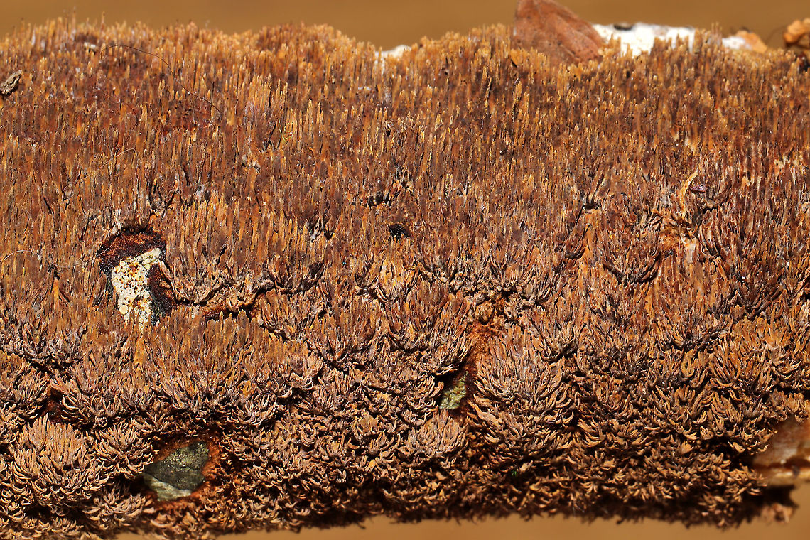 Brown-toothed Crust Fungus (Hydnoporia olivacea)? We explored one of the hiking trails near Carters Lake on Sunday morning and came across this lovely fungus growing on a hardwood log at the edge of a forested trail in Murray County, Georgia, US. January 5, 2020. Yes, I&#039;ve been on a log-flipping spree lately! I was amazed out how different the teeth appeared under different lighting!<br />
KOH Reaction: Black.<br />
<figure class="photo"><a href="https://www.jungledragon.com/image/88641/brown-toothed_crust_fungus_hydnoporia_olivacea.html" title="Brown-toothed Crust Fungus (Hydnoporia olivacea)?"><img src="https://s3.amazonaws.com/media.jungledragon.com/images/3231/88641_thumb.jpg?AWSAccessKeyId=05GMT0V3GWVNE7GGM1R2&Expires=1767225610&Signature=sc4zvv6kvBS5YMZBYa04Wk62TI0%3D" width="200" height="134" alt="Brown-toothed Crust Fungus (Hydnoporia olivacea)? We explored one of the hiking trails near Carters Lake on Sunday morning and came across this lovely fungus growing on a hardwood log at the edge of a forested trail in Murray County, Georgia, US. January 5, 2020. Yes, I&#039;ve been on a log-flipping spree lately! I was amazed out how different the teeth appeared under different lighting! <br />
KOH Reaction: Black.<br />
https://www.jungledragon.com/image/88640/brown-toothed_crust_fungus_hydnoporia_olivacea.html<br />
https://www.jungledragon.com/image/88639/brown-toothed_crust_fungus_hydnoporia_olivacea.html Brown-toothed Crust Fungus,Geotagged,Hydnoporia olivacea,United States,Winter" /></a></figure><br />
<figure class="photo"><a href="https://www.jungledragon.com/image/88640/brown-toothed_crust_fungus_hydnoporia_olivacea.html" title="Brown-toothed Crust Fungus (Hydnoporia olivacea)?"><img src="https://s3.amazonaws.com/media.jungledragon.com/images/3231/88640_thumb.jpg?AWSAccessKeyId=05GMT0V3GWVNE7GGM1R2&Expires=1767225610&Signature=5i9mx62xkQt6Q1yRnojQJ4zA4pw%3D" width="200" height="134" alt="Brown-toothed Crust Fungus (Hydnoporia olivacea)? We explored one of the hiking trails near Carters Lake on Sunday morning and came across this lovely fungus growing on a hardwood log at the edge of a forested trail in Murray County, Georgia, US. January 5, 2020. Yes, I&#039;ve been on a log-flipping spree lately! I was amazed out how different the teeth appeared under different lighting! <br />
KOH Reaction: Black.<br />
https://www.jungledragon.com/image/88641/brown-toothed_crust_fungus_hydnoporia_olivacea.html<br />
https://www.jungledragon.com/image/88639/brown-toothed_crust_fungus_hydnoporia_olivacea.html Brown-toothed Crust Fungus,Geotagged,Hydnoporia olivacea,United States,Winter" /></a></figure> Brown-toothed Crust Fungus,Geotagged,Hydnoporia olivacea,United States,Winter