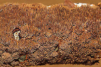 Brown-toothed Crust Fungus (Hydnoporia olivacea)? We explored one of the hiking trails near Carters Lake on Sunday morning and came across this lovely fungus growing on a hardwood log at the edge of a forested trail in Murray County, Georgia, US. January 5, 2020. Yes, I've been on a log-flipping spree lately! I was amazed out how different the teeth appeared under different lighting!<br />
KOH Reaction: Black.<br />
https://www.jungledragon.com/image/88641/brown-toothed_crust_fungus_hydnoporia_olivacea.html<br />
https://www.jungledragon.com/image/88640/brown-toothed_crust_fungus_hydnoporia_olivacea.html Brown-toothed Crust Fungus,Geotagged,Hydnoporia olivacea,United States,Winter