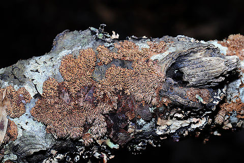 Brown-toothed Crust Fungus (Hydnoporia olivacea)? We explored one of the hiking trails near Carters Lake on Sunday morning and came across this lovely fungus growing on a hardwood log at the edge of a forested trail in Murray County, Georgia, US. January 5, 2020. Yes, I've been on a log-flipping spree lately! I was amazed out how different the teeth appeared under different lighting! 
KOH Reaction: Black.
https://www.jungledragon.com/image/88641/brown-toothed_crust_fungus_hydnoporia_olivacea.html
https://www.jungledragon.com/image/88639/brown-toothed_crust_fungus_hydnoporia_olivacea.html Brown-toothed Crust Fungus,Geotagged,Hydnoporia olivacea,United States,Winter