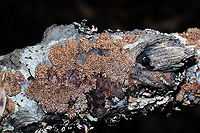 Brown-toothed Crust Fungus (Hydnoporia olivacea)? We explored one of the hiking trails near Carters Lake on Sunday morning and came across this lovely fungus growing on a hardwood log at the edge of a forested trail in Murray County, Georgia, US. January 5, 2020. Yes, I've been on a log-flipping spree lately! I was amazed out how different the teeth appeared under different lighting! <br />
KOH Reaction: Black.<br />
https://www.jungledragon.com/image/88641/brown-toothed_crust_fungus_hydnoporia_olivacea.html<br />
https://www.jungledragon.com/image/88639/brown-toothed_crust_fungus_hydnoporia_olivacea.html Brown-toothed Crust Fungus,Geotagged,Hydnoporia olivacea,United States,Winter