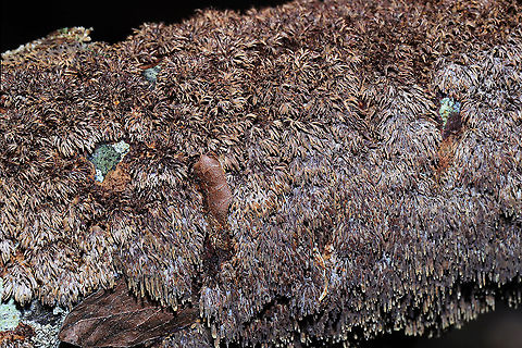 Brown-toothed Crust Fungus (Hydnoporia olivacea)? We explored one of the hiking trails near Carters Lake on Sunday morning and came across this lovely fungus growing on a hardwood log at the edge of a forested trail in Murray County, Georgia, US. January 5, 2020. Yes, I've been on a log-flipping spree lately! I was amazed out how different the teeth appeared under different lighting! 
KOH Reaction: Black.
https://www.jungledragon.com/image/88640/brown-toothed_crust_fungus_hydnoporia_olivacea.html
https://www.jungledragon.com/image/88639/brown-toothed_crust_fungus_hydnoporia_olivacea.html Brown-toothed Crust Fungus,Geotagged,Hydnoporia olivacea,United States,Winter