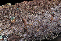 Brown-toothed Crust Fungus (Hydnoporia olivacea)? We explored one of the hiking trails near Carters Lake on Sunday morning and came across this lovely fungus growing on a hardwood log at the edge of a forested trail in Murray County, Georgia, US. January 5, 2020. Yes, I've been on a log-flipping spree lately! I was amazed out how different the teeth appeared under different lighting! <br />
KOH Reaction: Black.<br />
https://www.jungledragon.com/image/88640/brown-toothed_crust_fungus_hydnoporia_olivacea.html<br />
https://www.jungledragon.com/image/88639/brown-toothed_crust_fungus_hydnoporia_olivacea.html Brown-toothed Crust Fungus,Geotagged,Hydnoporia olivacea,United States,Winter
