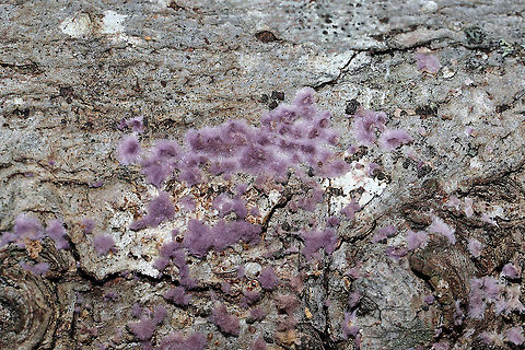 Phlebiopsis crassa Growing on the underside of a hardwood log near the edge of a dense mixed forest. Murray County, Georgia, US. January 8, 2020.
https://www.jungledragon.com/image/88663/phlebiopsis_crassa.html
https://www.jungledragon.com/image/88664/phlebiopsis_crassa.html Geotagged,Phlebiopsis crassa,United States,Winter