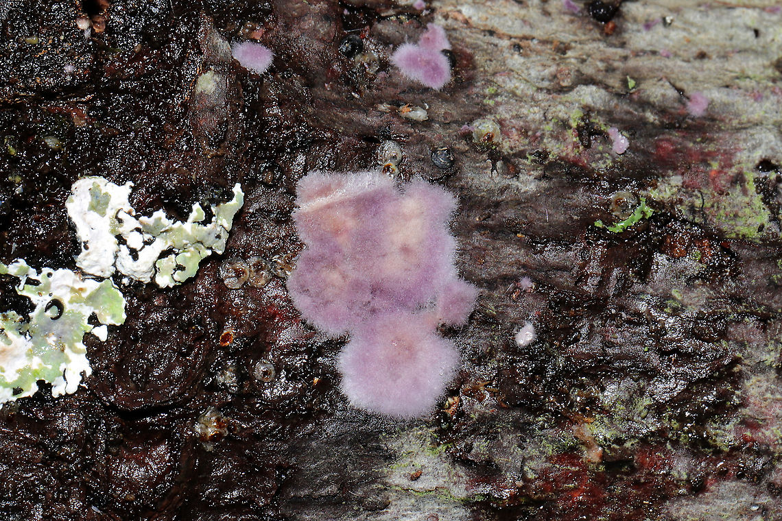 Phlebiopsis crassa Growing on the underside of a hardwood log near the edge of a dense mixed forest. Murray County, Georgia, US. January 8, 2020. <br />
<figure class="photo"><a href="https://www.jungledragon.com/image/88662/phlebiopsis_crassa.html" title="Phlebiopsis crassa"><img src="https://s3.amazonaws.com/media.jungledragon.com/images/3231/88662_thumb.jpg?AWSAccessKeyId=05GMT0V3GWVNE7GGM1R2&Expires=1759968010&Signature=s2W1dlKFjLUrTF7faYYDDFpTsHU%3D" width="200" height="134" alt="Phlebiopsis crassa Growing on the underside of a hardwood log near the edge of a dense mixed forest. Murray County, Georgia, US. January 8, 2020.<br />
https://www.jungledragon.com/image/88663/phlebiopsis_crassa.html<br />
https://www.jungledragon.com/image/88664/phlebiopsis_crassa.html Geotagged,Phlebiopsis crassa,United States,Winter" /></a></figure><br />
<figure class="photo"><a href="https://www.jungledragon.com/image/88664/phlebiopsis_crassa.html" title="Phlebiopsis crassa"><img src="https://s3.amazonaws.com/media.jungledragon.com/images/3231/88664_thumb.jpg?AWSAccessKeyId=05GMT0V3GWVNE7GGM1R2&Expires=1759968010&Signature=Os2ICVEha2ugHbJkMGc0OVjXtQc%3D" width="200" height="134" alt="Phlebiopsis crassa Growing on the underside of a hardwood log near the edge of a dense mixed forest. Murray County, Georgia, US. January 8, 2020.<br />
https://www.jungledragon.com/image/88662/phlebiopsis_crassa.html<br />
https://www.jungledragon.com/image/88663/phlebiopsis_crassa.html Geotagged,Phlebiopsis crassa,United States,Winter" /></a></figure> Geotagged,Phlebiopsis crassa,United States,Winter