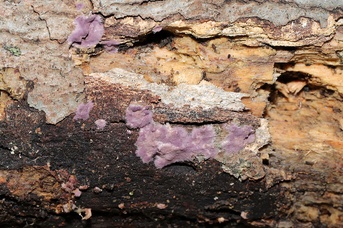 Phlebiopsis crassa Growing on the underside of a hardwood log near the edge of a dense mixed forest. Murray County, Georgia, US. January 8, 2020.<br />
<figure class="photo"><a href="https://www.jungledragon.com/image/88662/phlebiopsis_crassa.html" title="Phlebiopsis crassa"><img src="https://s3.amazonaws.com/media.jungledragon.com/images/3231/88662_thumb.jpg?AWSAccessKeyId=05GMT0V3GWVNE7GGM1R2&Expires=1759968010&Signature=s2W1dlKFjLUrTF7faYYDDFpTsHU%3D" width="200" height="134" alt="Phlebiopsis crassa Growing on the underside of a hardwood log near the edge of a dense mixed forest. Murray County, Georgia, US. January 8, 2020.<br />
https://www.jungledragon.com/image/88663/phlebiopsis_crassa.html<br />
https://www.jungledragon.com/image/88664/phlebiopsis_crassa.html Geotagged,Phlebiopsis crassa,United States,Winter" /></a></figure><br />
<figure class="photo"><a href="https://www.jungledragon.com/image/88663/phlebiopsis_crassa.html" title="Phlebiopsis crassa"><img src="https://s3.amazonaws.com/media.jungledragon.com/images/3231/88663_thumb.jpg?AWSAccessKeyId=05GMT0V3GWVNE7GGM1R2&Expires=1759968010&Signature=Mhwf1N66N1i4dQ4LxZVgAVRTg1E%3D" width="200" height="134" alt="Phlebiopsis crassa Growing on the underside of a hardwood log near the edge of a dense mixed forest. Murray County, Georgia, US. January 8, 2020. <br />
https://www.jungledragon.com/image/88662/phlebiopsis_crassa.html<br />
https://www.jungledragon.com/image/88664/phlebiopsis_crassa.html Geotagged,Phlebiopsis crassa,United States,Winter" /></a></figure> Geotagged,Phlebiopsis crassa,United States,Winter