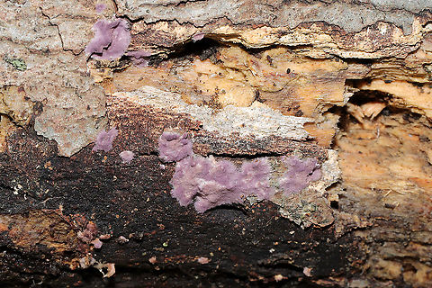 Phlebiopsis crassa Growing on the underside of a hardwood log near the edge of a dense mixed forest. Murray County, Georgia, US. January 8, 2020.
https://www.jungledragon.com/image/88662/phlebiopsis_crassa.html
https://www.jungledragon.com/image/88663/phlebiopsis_crassa.html Geotagged,Phlebiopsis crassa,United States,Winter
