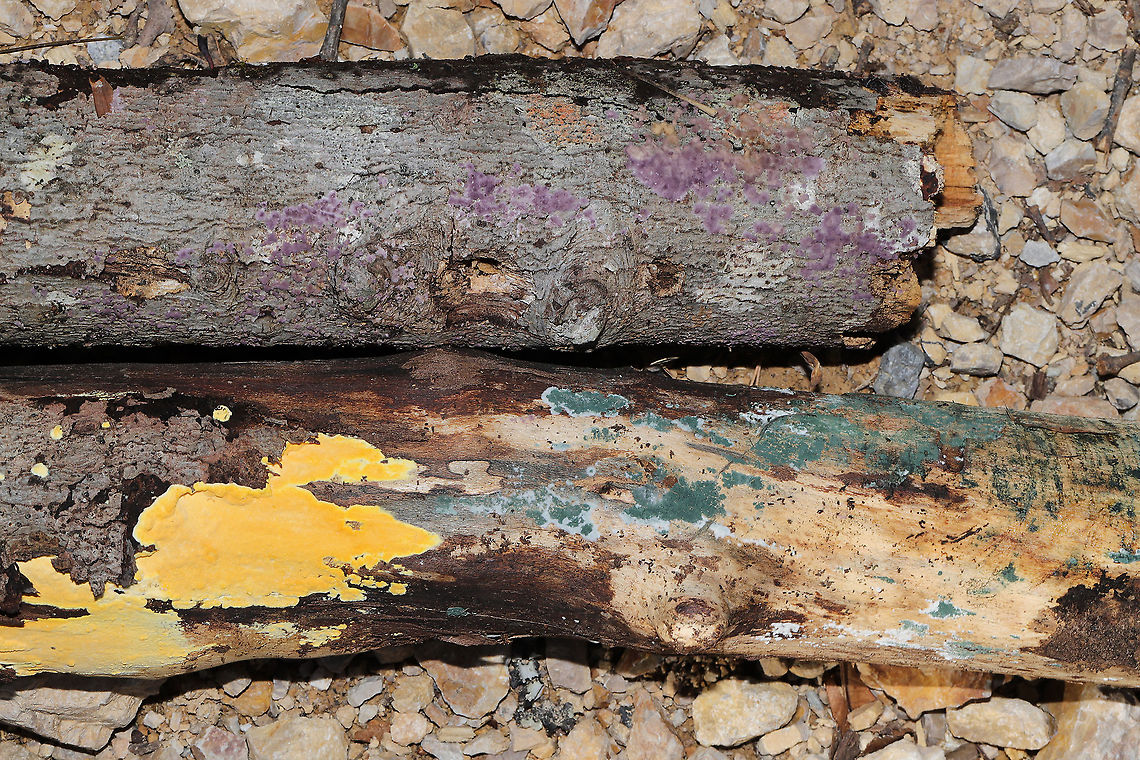 Vibrant Fungi Display - The Fruits of Log-Flipping Who says that winter is dull and colorless?! I was greeted with a vibrant display when I flipped this particular hardwood log (split into two pieces) near the edge of a dense mixed forest in Gordon County, GA, US. January 8, 2020.<br />
1) Violet = Phlebiopsis crassa.<br />
2) Green = Trichoderma sp.<br />
3) Yellow = Perenniporia tenuis var. pulchella<br />
Geotagged,United States,Winter