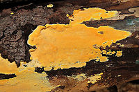 Perenniporia tenuis var pulchella ID Tentative. Growing on a fallen hardwood log at the edge of a dense mixed forest. KOH application seems to intensify the yellow (making it more neon). I'm not sure if this has been given its own species name (Perenniporia pulchella), but I'm hearing that it may have.<br />
https://www.jungledragon.com/image/88675/perenniporia_tenuis.html Geotagged,Perenniporia tenuis,United States,Winter