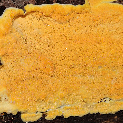 Perenniporia tenuis var pulchella ID Tentative. Growing on a fallen hardwood log at the edge of a dense mixed forest.  KOH application seems to intensify the yellow (making it more neon). I'm not sure if this has been given its own species name (Perenniporia pulchella), but I'm hearing that it may have.
https://www.jungledragon.com/image/88674/perenniporia_tenuis.html Geotagged,Perenniporia tenuis,United States