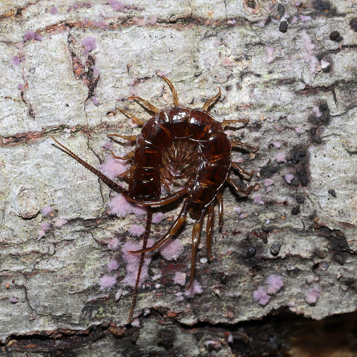 Brown Centipede (Lithobius forficatus) Centipede on the underside of a rotting hardwood log at the edge of a dense mixed forest. Feeding? on Phlebiopsis crassa. Brown centipede,Geotagged,Lithobius forficatus,United States,Winter