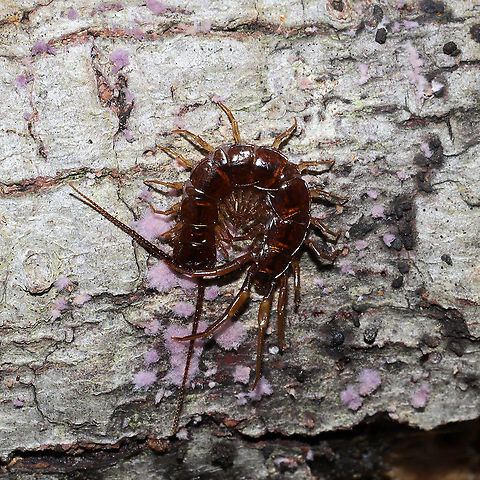 Brown Centipede (Lithobius forficatus) Centipede on the underside of a rotting hardwood log at the edge of a dense mixed forest. Feeding? on Phlebiopsis crassa. Brown centipede,Geotagged,Lithobius forficatus,United States,Winter