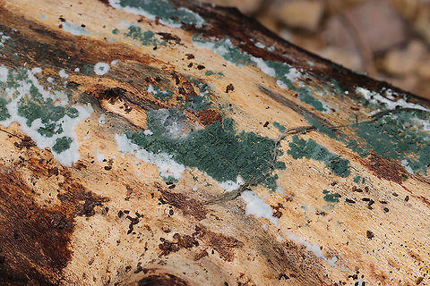 Trichoderma sp. Green fungus growing on the underside of a hardwood log at the edge of a dense mixed forest. Geotagged,United States,Winter