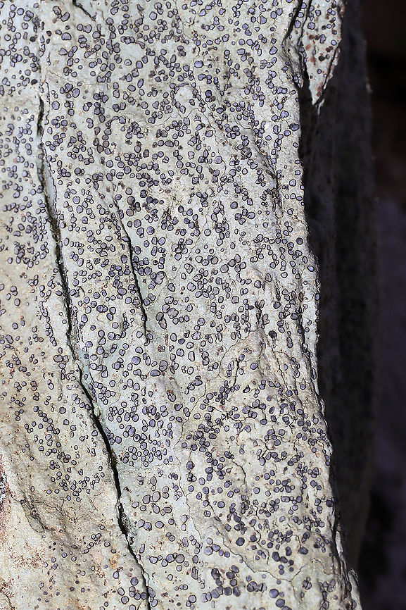 Smokey-eyed Boulder Lichen (Porpidia albocaerulescens) Growing on a large stone in a dense mixed forest. <br />
<figure class="photo"><a href="https://www.jungledragon.com/image/88710/smokey-eyed_boulder_lichen_porpidia_albocaerulescens.html" title="Smokey-eyed Boulder Lichen (Porpidia albocaerulescens)"><img src="https://s3.amazonaws.com/media.jungledragon.com/images/3231/88710_thumb.jpg?AWSAccessKeyId=05GMT0V3GWVNE7GGM1R2&Expires=1770854410&Signature=t41yHOLRBXGhMzhphdlOLkAb2YQ%3D" width="200" height="134" alt="Smokey-eyed Boulder Lichen (Porpidia albocaerulescens) Growing on a large stone in a dense mixed forest. <br />
https://www.jungledragon.com/image/88708/smokey-eyed_boulder_lichen_porpidia_albocaerulescens.html<br />
https://www.jungledragon.com/image/88709/smokey-eyed_boulder_lichen_porpidia_albocaerulescens.html Geotagged,Porpidia Lichen,Porpidia albocaerulescens,United States,Winter" /></a></figure><br />
<figure class="photo"><a href="https://www.jungledragon.com/image/88709/smokey-eyed_boulder_lichen_porpidia_albocaerulescens.html" title="Smokey-eyed Boulder Lichen (Porpidia albocaerulescens)"><img src="https://s3.amazonaws.com/media.jungledragon.com/images/3231/88709_thumb.jpg?AWSAccessKeyId=05GMT0V3GWVNE7GGM1R2&Expires=1770854410&Signature=owm6JUGPOjF%2FWOFS2H29%2FTMTGZI%3D" width="200" height="200" alt="Smokey-eyed Boulder Lichen (Porpidia albocaerulescens) Growing on a large stone in a dense mixed forest. <br />
https://www.jungledragon.com/image/88710/smokey-eyed_boulder_lichen_porpidia_albocaerulescens.html<br />
https://www.jungledragon.com/image/88708/smokey-eyed_boulder_lichen_porpidia_albocaerulescens.html Geotagged,Porpidia Lichen,Porpidia albocaerulescens,United States,Winter" /></a></figure> Geotagged,Porpidia Lichen,Porpidia albocaerulescens,United States,Winter
