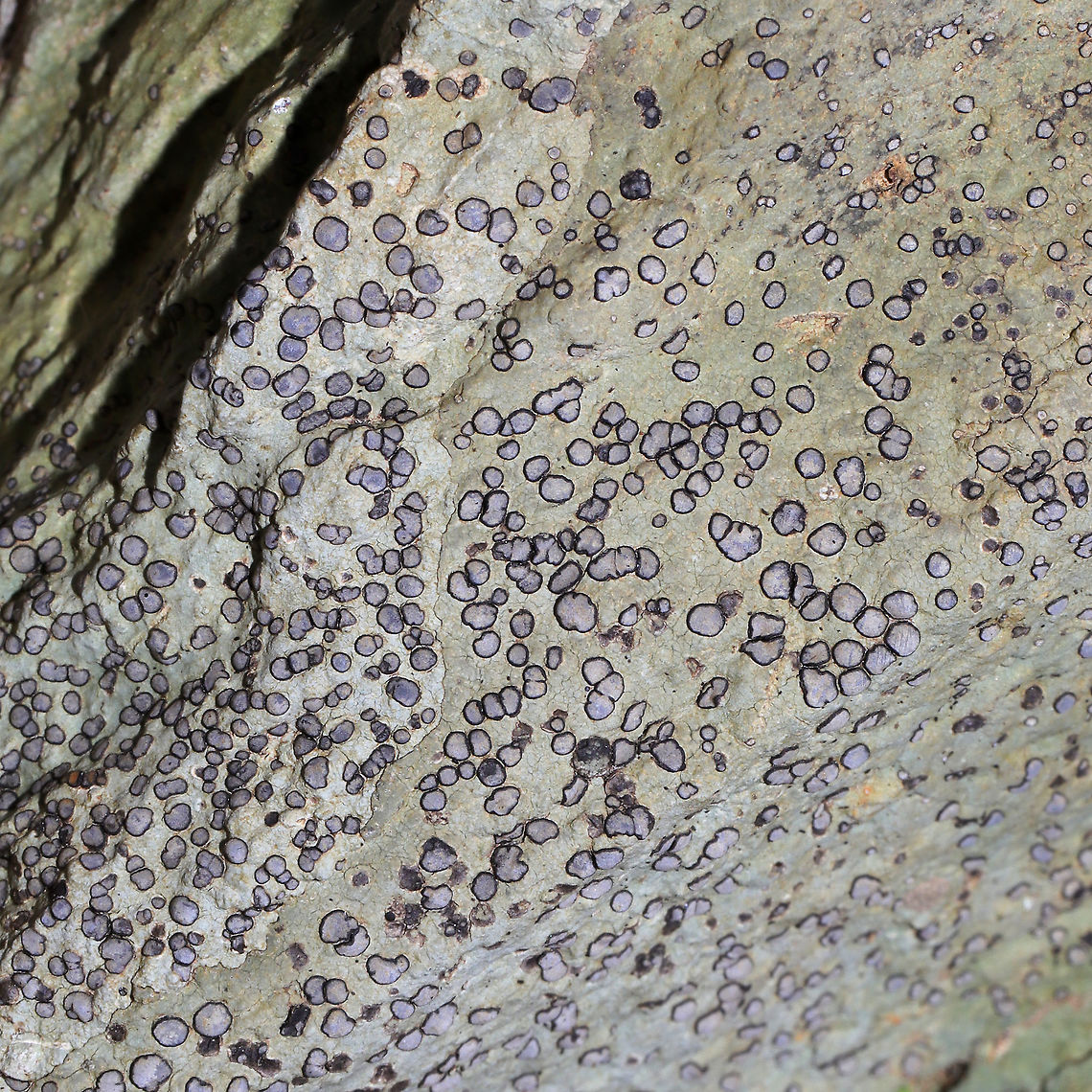 Smokey-eyed Boulder Lichen (Porpidia albocaerulescens) Growing on a large stone in a dense mixed forest. <br />
<figure class="photo"><a href="https://www.jungledragon.com/image/88710/smokey-eyed_boulder_lichen_porpidia_albocaerulescens.html" title="Smokey-eyed Boulder Lichen (Porpidia albocaerulescens)"><img src="https://s3.amazonaws.com/media.jungledragon.com/images/3231/88710_thumb.jpg?AWSAccessKeyId=05GMT0V3GWVNE7GGM1R2&Expires=1770854410&Signature=t41yHOLRBXGhMzhphdlOLkAb2YQ%3D" width="200" height="134" alt="Smokey-eyed Boulder Lichen (Porpidia albocaerulescens) Growing on a large stone in a dense mixed forest. <br />
https://www.jungledragon.com/image/88708/smokey-eyed_boulder_lichen_porpidia_albocaerulescens.html<br />
https://www.jungledragon.com/image/88709/smokey-eyed_boulder_lichen_porpidia_albocaerulescens.html Geotagged,Porpidia Lichen,Porpidia albocaerulescens,United States,Winter" /></a></figure><br />
<figure class="photo"><a href="https://www.jungledragon.com/image/88708/smokey-eyed_boulder_lichen_porpidia_albocaerulescens.html" title="Smokey-eyed Boulder Lichen (Porpidia albocaerulescens)"><img src="https://s3.amazonaws.com/media.jungledragon.com/images/3231/88708_thumb.jpg?AWSAccessKeyId=05GMT0V3GWVNE7GGM1R2&Expires=1770854410&Signature=N7EiLCb0x1UVN88aHuYyEyFZIsA%3D" width="102" height="152" alt="Smokey-eyed Boulder Lichen (Porpidia albocaerulescens) Growing on a large stone in a dense mixed forest. <br />
https://www.jungledragon.com/image/88710/smokey-eyed_boulder_lichen_porpidia_albocaerulescens.html<br />
https://www.jungledragon.com/image/88709/smokey-eyed_boulder_lichen_porpidia_albocaerulescens.html Geotagged,Porpidia Lichen,Porpidia albocaerulescens,United States,Winter" /></a></figure> Geotagged,Porpidia Lichen,Porpidia albocaerulescens,United States,Winter