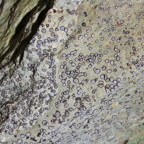 Smokey-eyed Boulder Lichen (Porpidia albocaerulescens) Growing on a large stone in a dense mixed forest. 
https://www.jungledragon.com/image/88710/smokey-eyed_boulder_lichen_porpidia_albocaerulescens.html
https://www.jungledragon.com/image/88708/smokey-eyed_boulder_lichen_porpidia_albocaerulescens.html Geotagged,Porpidia Lichen,Porpidia albocaerulescens,United States,Winter