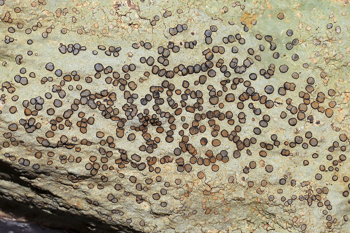 Smokey-eyed Boulder Lichen (Porpidia albocaerulescens) Growing on a large stone in a dense mixed forest. <br />
<figure class="photo"><a href="https://www.jungledragon.com/image/88708/smokey-eyed_boulder_lichen_porpidia_albocaerulescens.html" title="Smokey-eyed Boulder Lichen (Porpidia albocaerulescens)"><img src="https://s3.amazonaws.com/media.jungledragon.com/images/3231/88708_thumb.jpg?AWSAccessKeyId=05GMT0V3GWVNE7GGM1R2&Expires=1759968010&Signature=xhp3aDEvPuYUXNkaiF0eCM007f4%3D" width="102" height="152" alt="Smokey-eyed Boulder Lichen (Porpidia albocaerulescens) Growing on a large stone in a dense mixed forest. <br />
https://www.jungledragon.com/image/88710/smokey-eyed_boulder_lichen_porpidia_albocaerulescens.html<br />
https://www.jungledragon.com/image/88709/smokey-eyed_boulder_lichen_porpidia_albocaerulescens.html Geotagged,Porpidia Lichen,Porpidia albocaerulescens,United States,Winter" /></a></figure><br />
<figure class="photo"><a href="https://www.jungledragon.com/image/88709/smokey-eyed_boulder_lichen_porpidia_albocaerulescens.html" title="Smokey-eyed Boulder Lichen (Porpidia albocaerulescens)"><img src="https://s3.amazonaws.com/media.jungledragon.com/images/3231/88709_thumb.jpg?AWSAccessKeyId=05GMT0V3GWVNE7GGM1R2&Expires=1759968010&Signature=Kqm9Z3QUU0NOLxO8EbtWUbdkO%2BQ%3D" width="200" height="200" alt="Smokey-eyed Boulder Lichen (Porpidia albocaerulescens) Growing on a large stone in a dense mixed forest. <br />
https://www.jungledragon.com/image/88710/smokey-eyed_boulder_lichen_porpidia_albocaerulescens.html<br />
https://www.jungledragon.com/image/88708/smokey-eyed_boulder_lichen_porpidia_albocaerulescens.html Geotagged,Porpidia Lichen,Porpidia albocaerulescens,United States,Winter" /></a></figure> Geotagged,Porpidia Lichen,Porpidia albocaerulescens,United States,Winter