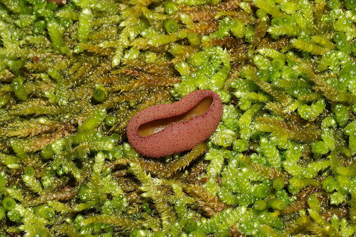 Peziza sp. Cup-shaped fungus growing in moss below oak and hickory trees near a forested trail. Small, white pseudostem. Inner fertile surface (hymenium) is vibrant orange. Exterior is a fuzzy peach/pink (more condensed towards the top and becoming punctate leading towards base).<br />
<figure class="photo"><a href="https://www.jungledragon.com/image/88712/peziza_sp.html" title="Peziza sp."><img src="https://s3.amazonaws.com/media.jungledragon.com/images/3231/88712_thumb.jpg?AWSAccessKeyId=05GMT0V3GWVNE7GGM1R2&Expires=1763596810&Signature=S3Ma3VAUgttW%2BniVwBd073EaMPU%3D" width="200" height="134" alt="Peziza sp. Cup-shaped fungus growing in moss below oak and hickory trees near a forested trail. Small, white pseudostem. Inner fertile surface (hymenium) is vibrant orange. Exterior is a fuzzy peach/pink (more condensed towards the top and becoming punctate leading towards base). <br />
https://www.jungledragon.com/image/88711/peziza_sp.html Common Brown Cup,Geotagged,Peziza phyllogena,Phylloscypha phyllogena,United States,Winter" /></a></figure> Common Brown Cup,Geotagged,Peziza phyllogena,Phylloscypha phyllogena,United States,Winter