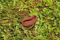 Peziza sp. Cup-shaped fungus growing in moss below oak and hickory trees near a forested trail. Small, white pseudostem. Inner fertile surface (hymenium) is vibrant orange. Exterior is a fuzzy peach/pink (more condensed towards the top and becoming punctate leading towards base).<br />
https://www.jungledragon.com/image/88712/peziza_sp.html Common Brown Cup,Geotagged,Peziza phyllogena,Phylloscypha phyllogena,United States,Winter