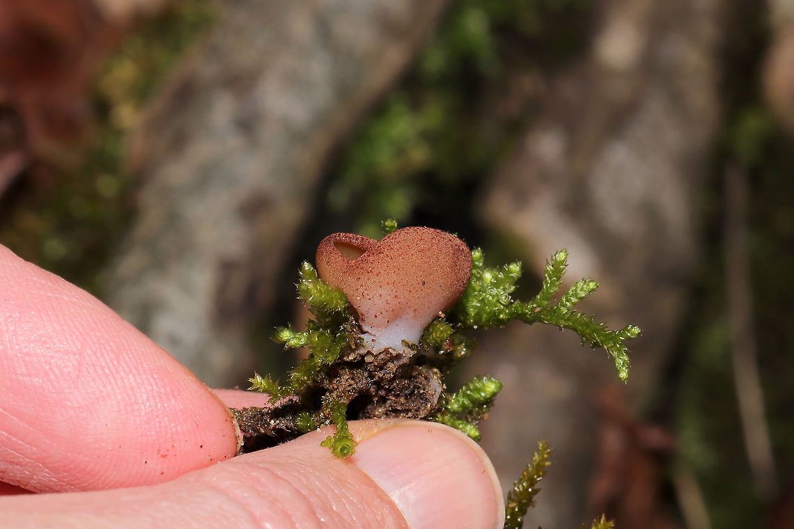 Peziza sp. Cup-shaped fungus growing in moss below oak and hickory trees near a forested trail. Small, white pseudostem. Inner fertile surface (hymenium) is vibrant orange. Exterior is a fuzzy peach/pink (more condensed towards the top and becoming punctate leading towards base). <br />
<figure class="photo"><a href="https://www.jungledragon.com/image/88711/peziza_sp.html" title="Peziza sp."><img src="https://s3.amazonaws.com/media.jungledragon.com/images/3231/88711_thumb.jpg?AWSAccessKeyId=05GMT0V3GWVNE7GGM1R2&Expires=1767225610&Signature=FgjI74NVhFhwKzH8QQci5auj%2FOQ%3D" width="200" height="134" alt="Peziza sp. Cup-shaped fungus growing in moss below oak and hickory trees near a forested trail. Small, white pseudostem. Inner fertile surface (hymenium) is vibrant orange. Exterior is a fuzzy peach/pink (more condensed towards the top and becoming punctate leading towards base).<br />
https://www.jungledragon.com/image/88712/peziza_sp.html Common Brown Cup,Geotagged,Peziza phyllogena,Phylloscypha phyllogena,United States,Winter" /></a></figure> Common Brown Cup,Geotagged,Peziza phyllogena,Phylloscypha phyllogena,United States,Winter