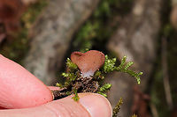 Peziza sp. Cup-shaped fungus growing in moss below oak and hickory trees near a forested trail. Small, white pseudostem. Inner fertile surface (hymenium) is vibrant orange. Exterior is a fuzzy peach/pink (more condensed towards the top and becoming punctate leading towards base). <br />
https://www.jungledragon.com/image/88711/peziza_sp.html Common Brown Cup,Geotagged,Peziza phyllogena,Phylloscypha phyllogena,United States,Winter