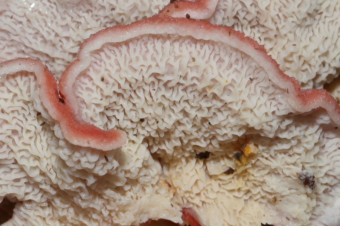 Coral-pink Merulius (Phlebia incarnata) - Merulioid Fertile Surface Closeup Growing on a rotting hardwood log alongside Stereum ostrea. <br />
<figure class="photo"><a href="https://www.jungledragon.com/image/88720/coral-pink_merulius_phlebia_incarnata.html" title="Coral-pink Merulius (Phlebia incarnata)"><img src="https://s3.amazonaws.com/media.jungledragon.com/images/3231/88720_thumb.jpg?AWSAccessKeyId=05GMT0V3GWVNE7GGM1R2&Expires=1759968010&Signature=7DWwCkubQeFnuR0MH1UtUHVw%2FsQ%3D" width="200" height="134" alt="Coral-pink Merulius (Phlebia incarnata) Growing on a rotting hardwood log alongside Stereum ostrea. <br />
https://www.jungledragon.com/image/88719/coral-pink_merulius_phlebia_incarnata.html<br />
https://www.jungledragon.com/image/88718/coral-pink_merulius_phlebia_incarnata_-_merulioid_fertile_surface_closeup.html Geotagged,Phlebia incarnata,United States,Winter" /></a></figure><br />
<figure class="photo"><a href="https://www.jungledragon.com/image/88719/coral-pink_merulius_phlebia_incarnata.html" title="Coral-pink Merulius (Phlebia incarnata)"><img src="https://s3.amazonaws.com/media.jungledragon.com/images/3231/88719_thumb.jpg?AWSAccessKeyId=05GMT0V3GWVNE7GGM1R2&Expires=1759968010&Signature=nygo1F7InXvFRvi9dDg5BCGsYNA%3D" width="200" height="134" alt="Coral-pink Merulius (Phlebia incarnata) Growing on a rotting hardwood log alongside Stereum ostrea. <br />
https://www.jungledragon.com/image/88720/coral-pink_merulius_phlebia_incarnata.html<br />
https://www.jungledragon.com/image/88718/coral-pink_merulius_phlebia_incarnata_-_merulioid_fertile_surface_closeup.html Geotagged,Phlebia incarnata,United States,Winter" /></a></figure> Geotagged,Phlebia incarnata,United States,Winter