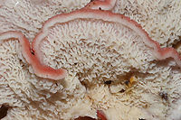 Coral-pink Merulius (Phlebia incarnata) - Merulioid Fertile Surface Closeup Growing on a rotting hardwood log alongside Stereum ostrea. <br />
https://www.jungledragon.com/image/88720/coral-pink_merulius_phlebia_incarnata.html<br />
https://www.jungledragon.com/image/88719/coral-pink_merulius_phlebia_incarnata.html Geotagged,Phlebia incarnata,United States,Winter