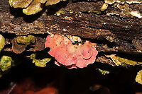Coral-pink Merulius (Phlebia incarnata) Growing on a rotting hardwood log alongside Stereum ostrea. <br />
https://www.jungledragon.com/image/88720/coral-pink_merulius_phlebia_incarnata.html<br />
https://www.jungledragon.com/image/88718/coral-pink_merulius_phlebia_incarnata_-_merulioid_fertile_surface_closeup.html Geotagged,Phlebia incarnata,United States,Winter