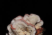 Coral-pink Merulius (Phlebia incarnata) Growing on a rotting hardwood log alongside Stereum ostrea. <br />
https://www.jungledragon.com/image/88719/coral-pink_merulius_phlebia_incarnata.html<br />
https://www.jungledragon.com/image/88718/coral-pink_merulius_phlebia_incarnata_-_merulioid_fertile_surface_closeup.html Geotagged,Phlebia incarnata,United States,Winter