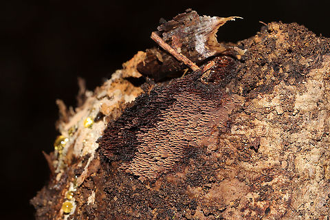 Mycoacia nothofagi Growing on a highly rotted hardwood branch at the edge of a dense mixed forest. I have seen this before (at my former residence, but I need to go through my archives and ID it!).

Tentative ID. Basing my ID on this observation:
https://mushroomobserver.org/90884?q=15LS1 Geotagged,Mycoacia nothofagi,United States,Winter