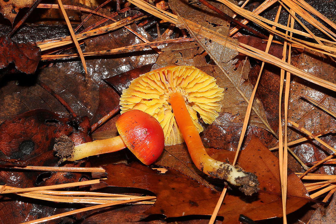 Hygrocybe sp.  Growing below oak, hickory, and pine in the moist forest valley.<br />
<figure class="photo"><a href="https://www.jungledragon.com/image/88739/hygrocybe_sp.html" title="Hygrocybe sp."><img src="https://s3.amazonaws.com/media.jungledragon.com/images/3231/88739_thumb.jpg?AWSAccessKeyId=05GMT0V3GWVNE7GGM1R2&Expires=1759968010&Signature=oTcYl%2F0wcVlP4RMFEaGstpbrZ%2BA%3D" width="200" height="134" alt="Hygrocybe sp. Growing below oak, hickory, and pine in the moist forest valley. <br />
https://www.jungledragon.com/image/88738/hygrocybe_sp.html<br />
https://www.jungledragon.com/image/88737/hygrocybe_sp.html<br />
https://www.jungledragon.com/image/88736/hygrocybe_sp.html Geotagged,United States,Winter" /></a></figure><br />
<figure class="photo"><a href="https://www.jungledragon.com/image/88737/hygrocybe_sp.html" title="Hygrocybe sp."><img src="https://s3.amazonaws.com/media.jungledragon.com/images/3231/88737_thumb.jpg?AWSAccessKeyId=05GMT0V3GWVNE7GGM1R2&Expires=1759968010&Signature=wpkG2%2BLSPXxjMkZF2bI4Hze4pYA%3D" width="200" height="134" alt="Hygrocybe sp. Growing below oak, hickory, and pine in the moist forest valley. <br />
https://www.jungledragon.com/image/88739/hygrocybe_sp.html<br />
https://www.jungledragon.com/image/88738/hygrocybe_sp.html<br />
https://www.jungledragon.com/image/88736/hygrocybe_sp.html Geotagged,United States,Winter" /></a></figure><br />
<figure class="photo"><a href="https://www.jungledragon.com/image/88738/hygrocybe_sp.html" title="Hygrocybe sp."><img src="https://s3.amazonaws.com/media.jungledragon.com/images/3231/88738_thumb.jpg?AWSAccessKeyId=05GMT0V3GWVNE7GGM1R2&Expires=1759968010&Signature=ZQJAPk6poARj7e1mNGskVbklEm8%3D" width="200" height="134" alt="Hygrocybe sp. Growing below oak, hickory, and pine in the moist forest valley. <br />
https://www.jungledragon.com/image/88739/hygrocybe_sp.html<br />
https://www.jungledragon.com/image/88737/hygrocybe_sp.html<br />
https://www.jungledragon.com/image/88736/hygrocybe_sp.html Geotagged,United States,Winter" /></a></figure> Geotagged,United States,Winter