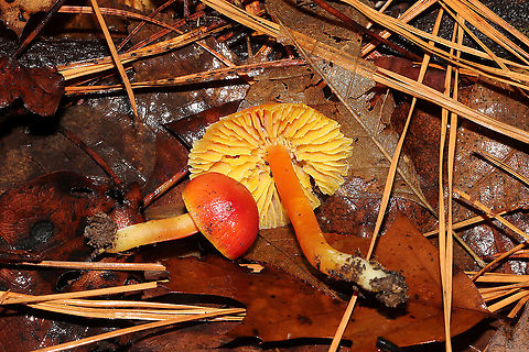 Hygrocybe sp.  Growing below oak, hickory, and pine in the moist forest valley.
https://www.jungledragon.com/image/88739/hygrocybe_sp.html
https://www.jungledragon.com/image/88737/hygrocybe_sp.html
https://www.jungledragon.com/image/88738/hygrocybe_sp.html Geotagged,United States,Winter