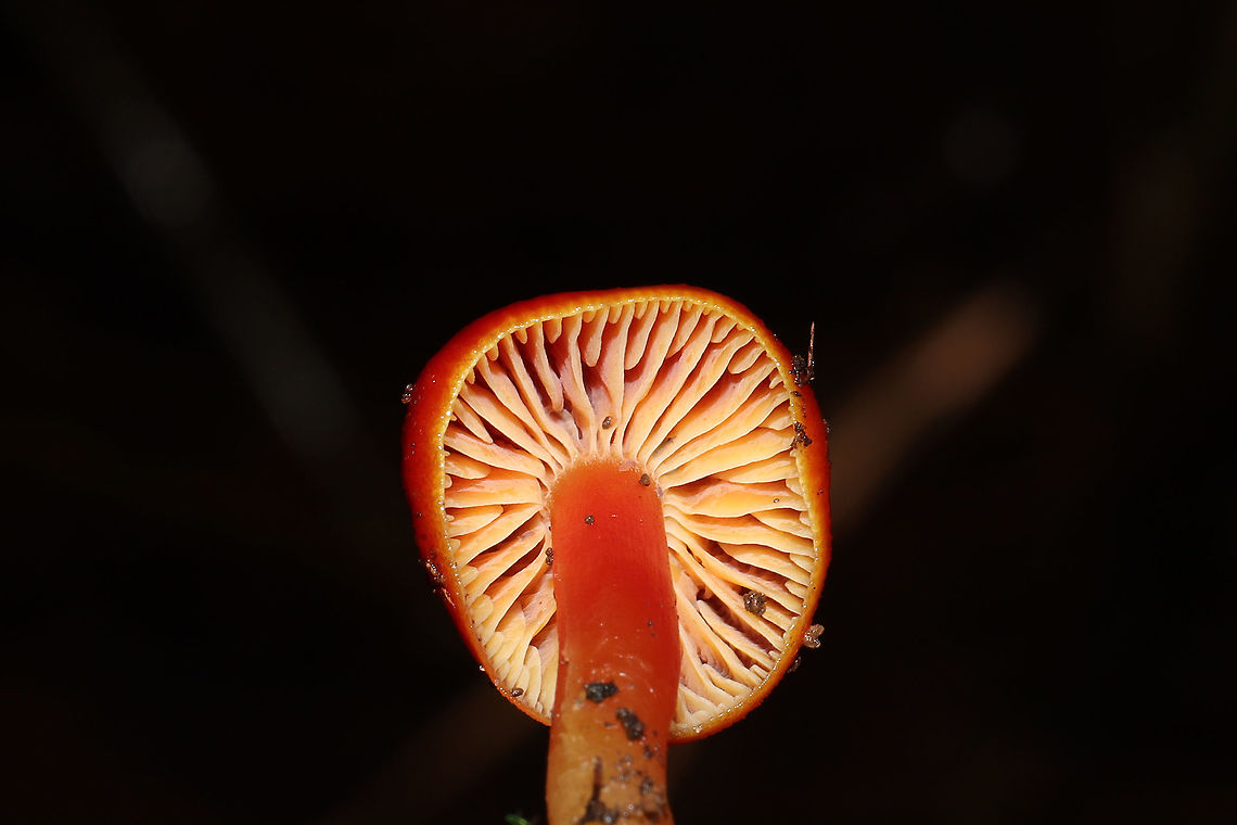 Hygrocybe sp. Growing below oak, hickory, and pine in the moist forest valley. <br />
<figure class="photo"><a href="https://www.jungledragon.com/image/88739/hygrocybe_sp.html" title="Hygrocybe sp."><img src="https://s3.amazonaws.com/media.jungledragon.com/images/3231/88739_thumb.jpg?AWSAccessKeyId=05GMT0V3GWVNE7GGM1R2&Expires=1759968010&Signature=oTcYl%2F0wcVlP4RMFEaGstpbrZ%2BA%3D" width="200" height="134" alt="Hygrocybe sp. Growing below oak, hickory, and pine in the moist forest valley. <br />
https://www.jungledragon.com/image/88738/hygrocybe_sp.html<br />
https://www.jungledragon.com/image/88737/hygrocybe_sp.html<br />
https://www.jungledragon.com/image/88736/hygrocybe_sp.html Geotagged,United States,Winter" /></a></figure><br />
<figure class="photo"><a href="https://www.jungledragon.com/image/88738/hygrocybe_sp.html" title="Hygrocybe sp."><img src="https://s3.amazonaws.com/media.jungledragon.com/images/3231/88738_thumb.jpg?AWSAccessKeyId=05GMT0V3GWVNE7GGM1R2&Expires=1759968010&Signature=ZQJAPk6poARj7e1mNGskVbklEm8%3D" width="200" height="134" alt="Hygrocybe sp. Growing below oak, hickory, and pine in the moist forest valley. <br />
https://www.jungledragon.com/image/88739/hygrocybe_sp.html<br />
https://www.jungledragon.com/image/88737/hygrocybe_sp.html<br />
https://www.jungledragon.com/image/88736/hygrocybe_sp.html Geotagged,United States,Winter" /></a></figure><br />
<figure class="photo"><a href="https://www.jungledragon.com/image/88736/hygrocybe_sp.html" title="Hygrocybe sp."><img src="https://s3.amazonaws.com/media.jungledragon.com/images/3231/88736_thumb.jpg?AWSAccessKeyId=05GMT0V3GWVNE7GGM1R2&Expires=1759968010&Signature=K3%2B3OT7Ri4bX%2BL42qJkMyTLiUMg%3D" width="200" height="134" alt="Hygrocybe sp.  Growing below oak, hickory, and pine in the moist forest valley.<br />
https://www.jungledragon.com/image/88739/hygrocybe_sp.html<br />
https://www.jungledragon.com/image/88737/hygrocybe_sp.html<br />
https://www.jungledragon.com/image/88738/hygrocybe_sp.html Geotagged,United States,Winter" /></a></figure> Geotagged,United States,Winter