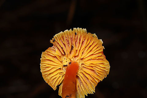 Hygrocybe sp. Growing below oak, hickory, and pine in the moist forest valley. 
https://www.jungledragon.com/image/88739/hygrocybe_sp.html
https://www.jungledragon.com/image/88737/hygrocybe_sp.html
https://www.jungledragon.com/image/88736/hygrocybe_sp.html Geotagged,United States,Winter