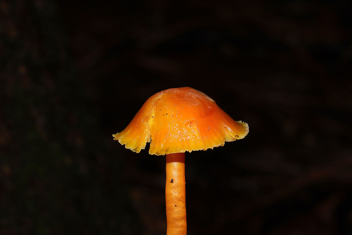 Hygrocybe sp. Growing below oak, hickory, and pine in the moist forest valley. <br />
<figure class="photo"><a href="https://www.jungledragon.com/image/88738/hygrocybe_sp.html" title="Hygrocybe sp."><img src="https://s3.amazonaws.com/media.jungledragon.com/images/3231/88738_thumb.jpg?AWSAccessKeyId=05GMT0V3GWVNE7GGM1R2&Expires=1759968010&Signature=ZQJAPk6poARj7e1mNGskVbklEm8%3D" width="200" height="134" alt="Hygrocybe sp. Growing below oak, hickory, and pine in the moist forest valley. <br />
https://www.jungledragon.com/image/88739/hygrocybe_sp.html<br />
https://www.jungledragon.com/image/88737/hygrocybe_sp.html<br />
https://www.jungledragon.com/image/88736/hygrocybe_sp.html Geotagged,United States,Winter" /></a></figure><br />
<figure class="photo"><a href="https://www.jungledragon.com/image/88737/hygrocybe_sp.html" title="Hygrocybe sp."><img src="https://s3.amazonaws.com/media.jungledragon.com/images/3231/88737_thumb.jpg?AWSAccessKeyId=05GMT0V3GWVNE7GGM1R2&Expires=1759968010&Signature=wpkG2%2BLSPXxjMkZF2bI4Hze4pYA%3D" width="200" height="134" alt="Hygrocybe sp. Growing below oak, hickory, and pine in the moist forest valley. <br />
https://www.jungledragon.com/image/88739/hygrocybe_sp.html<br />
https://www.jungledragon.com/image/88738/hygrocybe_sp.html<br />
https://www.jungledragon.com/image/88736/hygrocybe_sp.html Geotagged,United States,Winter" /></a></figure><br />
<figure class="photo"><a href="https://www.jungledragon.com/image/88736/hygrocybe_sp.html" title="Hygrocybe sp."><img src="https://s3.amazonaws.com/media.jungledragon.com/images/3231/88736_thumb.jpg?AWSAccessKeyId=05GMT0V3GWVNE7GGM1R2&Expires=1759968010&Signature=K3%2B3OT7Ri4bX%2BL42qJkMyTLiUMg%3D" width="200" height="134" alt="Hygrocybe sp.  Growing below oak, hickory, and pine in the moist forest valley.<br />
https://www.jungledragon.com/image/88739/hygrocybe_sp.html<br />
https://www.jungledragon.com/image/88737/hygrocybe_sp.html<br />
https://www.jungledragon.com/image/88738/hygrocybe_sp.html Geotagged,United States,Winter" /></a></figure> Geotagged,United States,Winter