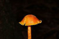 Hygrocybe sp. Growing below oak, hickory, and pine in the moist forest valley. <br />
https://www.jungledragon.com/image/88738/hygrocybe_sp.html<br />
https://www.jungledragon.com/image/88737/hygrocybe_sp.html<br />
https://www.jungledragon.com/image/88736/hygrocybe_sp.html Geotagged,United States,Winter