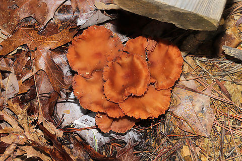 Deceivers (Laccaria laccata group) A rather large "bouquet" of mushrooms growing in disturbed soil and near the forest edge. Visible white spores. 
https://www.jungledragon.com/image/88996/deceivers_laccaria_laccata_group.html
https://www.jungledragon.com/image/88997/deceivers_laccaria_laccata_group.html Geotagged,Laccaria laccata,United States,Winter