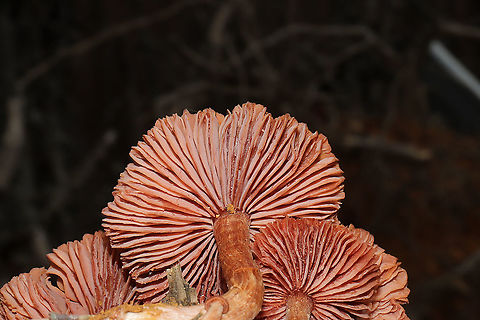 Deceivers (Laccaria laccata group) A rather large "bouquet" of mushrooms growing in disturbed soil and near the forest edge. Visible white spores. 
https://www.jungledragon.com/image/88995/deceivers_laccaria_laccata_group.html
https://www.jungledragon.com/image/88997/deceivers_laccaria_laccata_group.html Geotagged,Laccaria laccata,United States,Winter