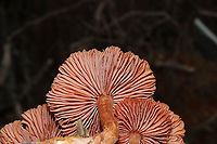 Deceivers (Laccaria laccata group) A rather large "bouquet" of mushrooms growing in disturbed soil and near the forest edge. Visible white spores. <br />
https://www.jungledragon.com/image/88995/deceivers_laccaria_laccata_group.html<br />
https://www.jungledragon.com/image/88997/deceivers_laccaria_laccata_group.html Geotagged,Laccaria laccata,United States,Winter