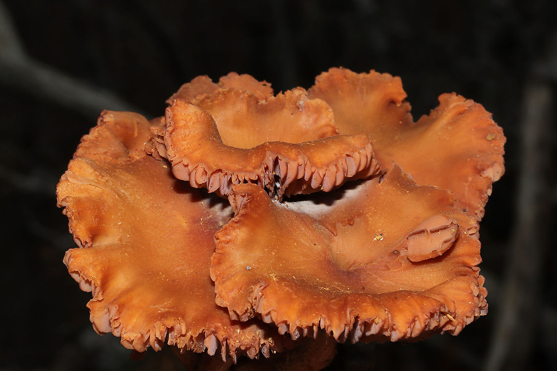 Deceivers (Laccaria laccata group) A rather large &quot;bouquet&quot; of mushrooms growing in disturbed soil and near the forest edge. Visible white spores. <br />
<figure class="photo"><a href="https://www.jungledragon.com/image/88995/deceivers_laccaria_laccata_group.html" title="Deceivers (Laccaria laccata group)"><img src="https://s3.amazonaws.com/media.jungledragon.com/images/3231/88995_thumb.jpg?AWSAccessKeyId=05GMT0V3GWVNE7GGM1R2&Expires=1767225610&Signature=nW1RUMrmnR6lgTSjwIhcZv6H8rE%3D" width="200" height="134" alt="Deceivers (Laccaria laccata group) A rather large &quot;bouquet&quot; of mushrooms growing in disturbed soil and near the forest edge. Visible white spores. <br />
https://www.jungledragon.com/image/88996/deceivers_laccaria_laccata_group.html<br />
https://www.jungledragon.com/image/88997/deceivers_laccaria_laccata_group.html Geotagged,Laccaria laccata,United States,Winter" /></a></figure><br />
<figure class="photo"><a href="https://www.jungledragon.com/image/88996/deceivers_laccaria_laccata_group.html" title="Deceivers (Laccaria laccata group)"><img src="https://s3.amazonaws.com/media.jungledragon.com/images/3231/88996_thumb.jpg?AWSAccessKeyId=05GMT0V3GWVNE7GGM1R2&Expires=1767225610&Signature=WFHLSG7C0A83zpO65cAXXs%2Bh8Tw%3D" width="200" height="134" alt="Deceivers (Laccaria laccata group) A rather large &quot;bouquet&quot; of mushrooms growing in disturbed soil and near the forest edge. Visible white spores. <br />
https://www.jungledragon.com/image/88995/deceivers_laccaria_laccata_group.html<br />
https://www.jungledragon.com/image/88997/deceivers_laccaria_laccata_group.html Geotagged,Laccaria laccata,United States,Winter" /></a></figure><br />
 Geotagged,Laccaria laccata,United States,Winter